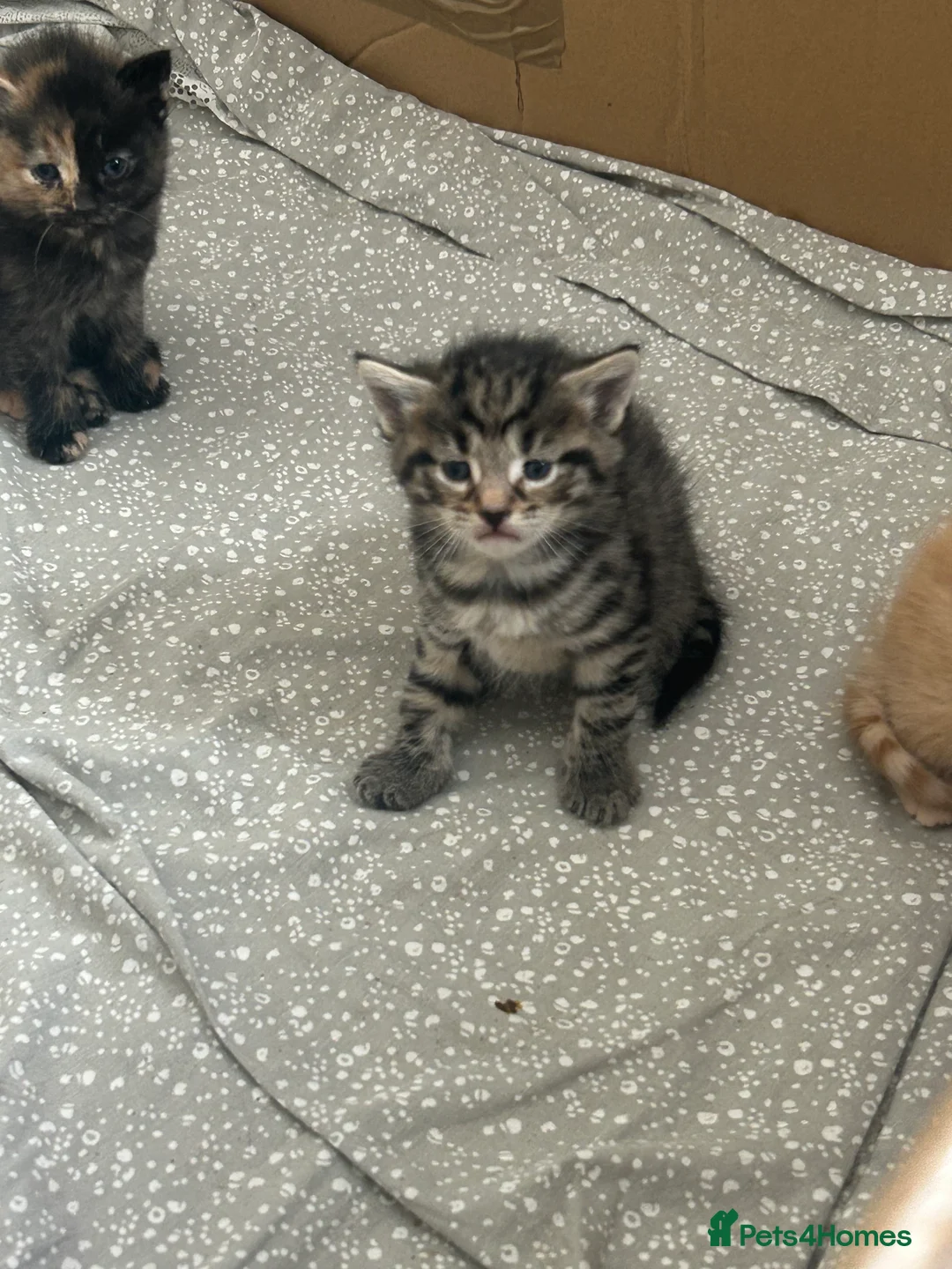Turkish Angora cats for sale: Turkish Angora Kittens For Sale - Advert 2