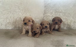 Cockapoo dogs for sale:  f1 cockapoos waiting list open now taking deposit - Image 4
