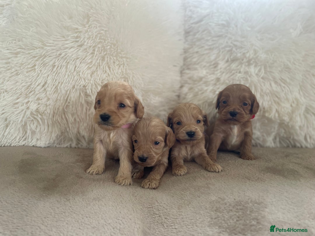 Cockapoo dogs for sale:  f1 cockapoos waiting list open now taking deposit - Image 4