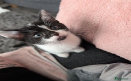 British Shorthair cats for sale: Playful adorable kittens - Advert 3