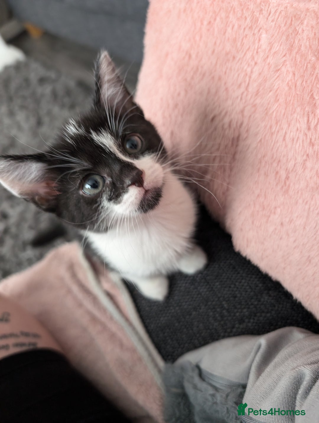 British Shorthair cats for sale: Playful adorable kittens - Advert 3