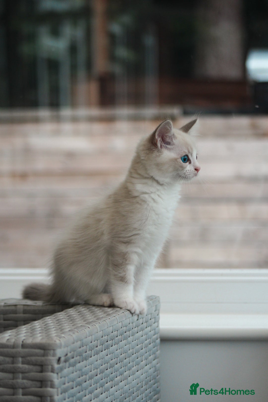 Ragdoll cats for sale: 🐈✨ Tica Registered Ragdoll Kittens in Tamworth - Image 17