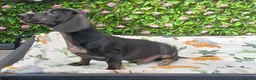 Dachshund dogs for sale: HUGO FULLY VAX  QUAILTY MINI KC Reg PRA CLEAR  - Advert 5
