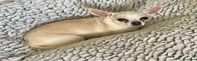 Chihuahua 1
