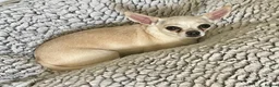 Chihuahua dogs for sale: Very Kind Adult 4 yr Female Neutured Chihuahua  - Advert 2