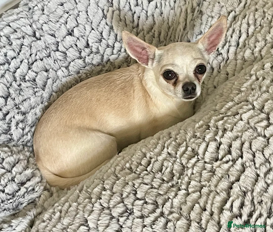 Chihuahua dogs for sale: Very Kind Adult 4 yr Female Neutured Chihuahua  - Advert 2