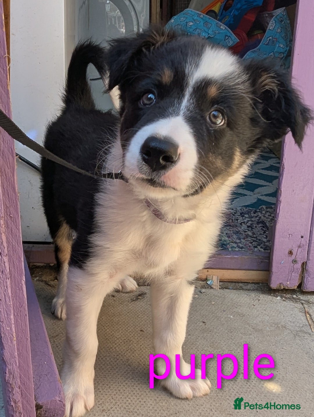 Mixed Breed dogs for sale: Beautiful Border collies/kelpie puppies - Image 4