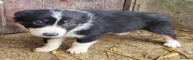 Border Collie Puppy 4