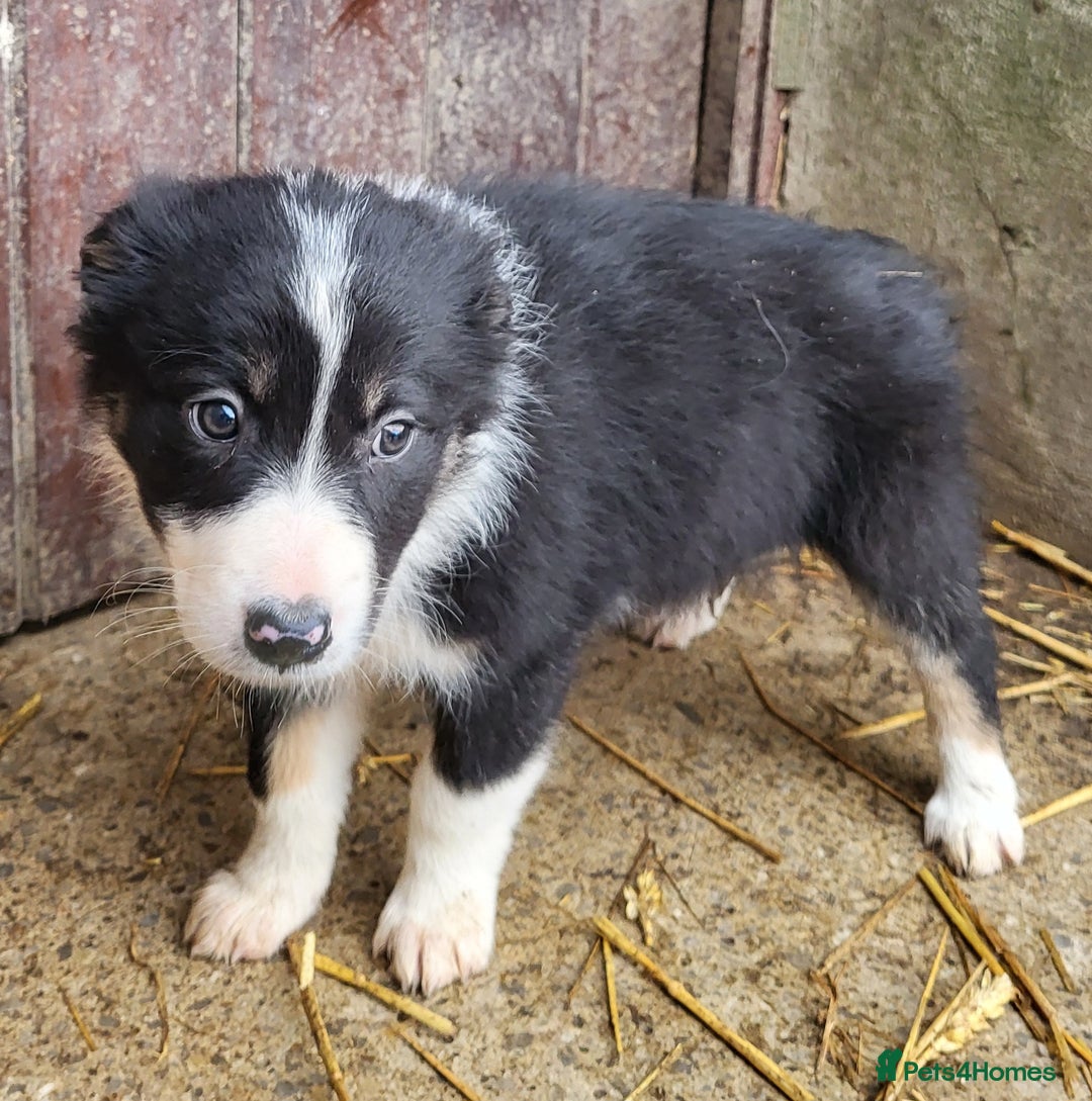 Border Collie dogs for sale: Farm bred, Tri coloured border collie puppies  - Advert 7