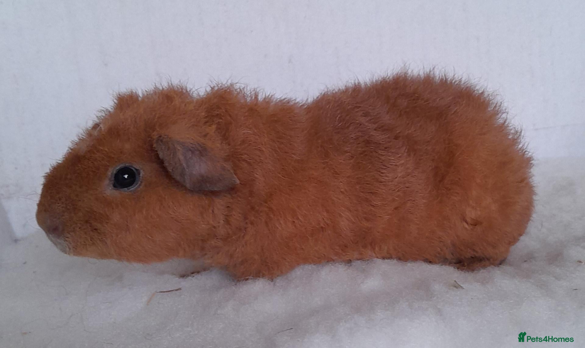 Guinea Pig rodents Teddy guinea pig Boar - Advert 13