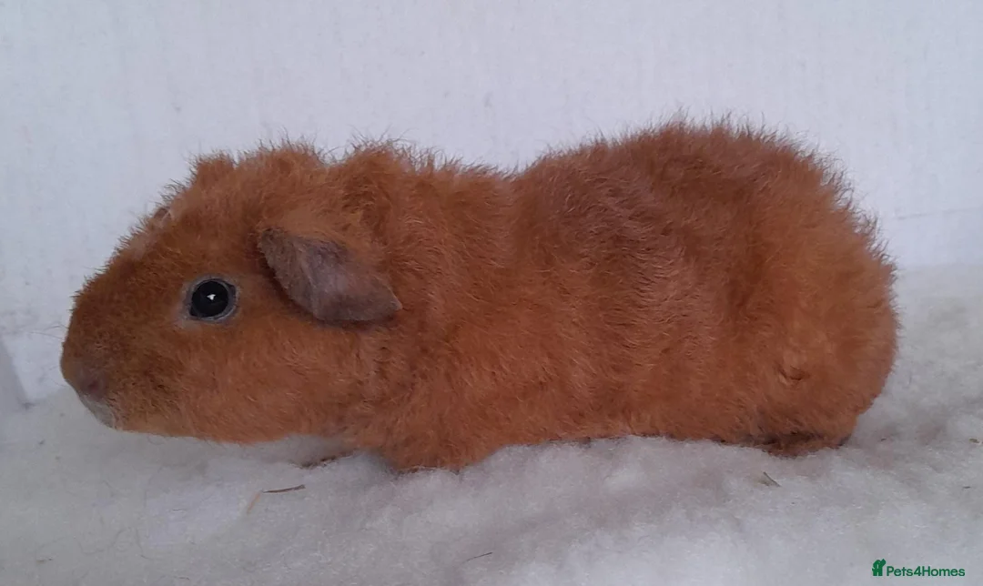 Guinea Pig rodents for sale: Teddy guinea pig Boar - Advert 1