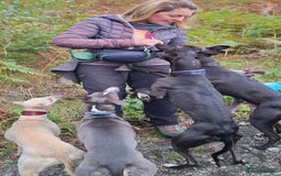 Whippet dogs for stud: Classy Smart Blue Boy 19.5tts.Sportingbred. - Image 27