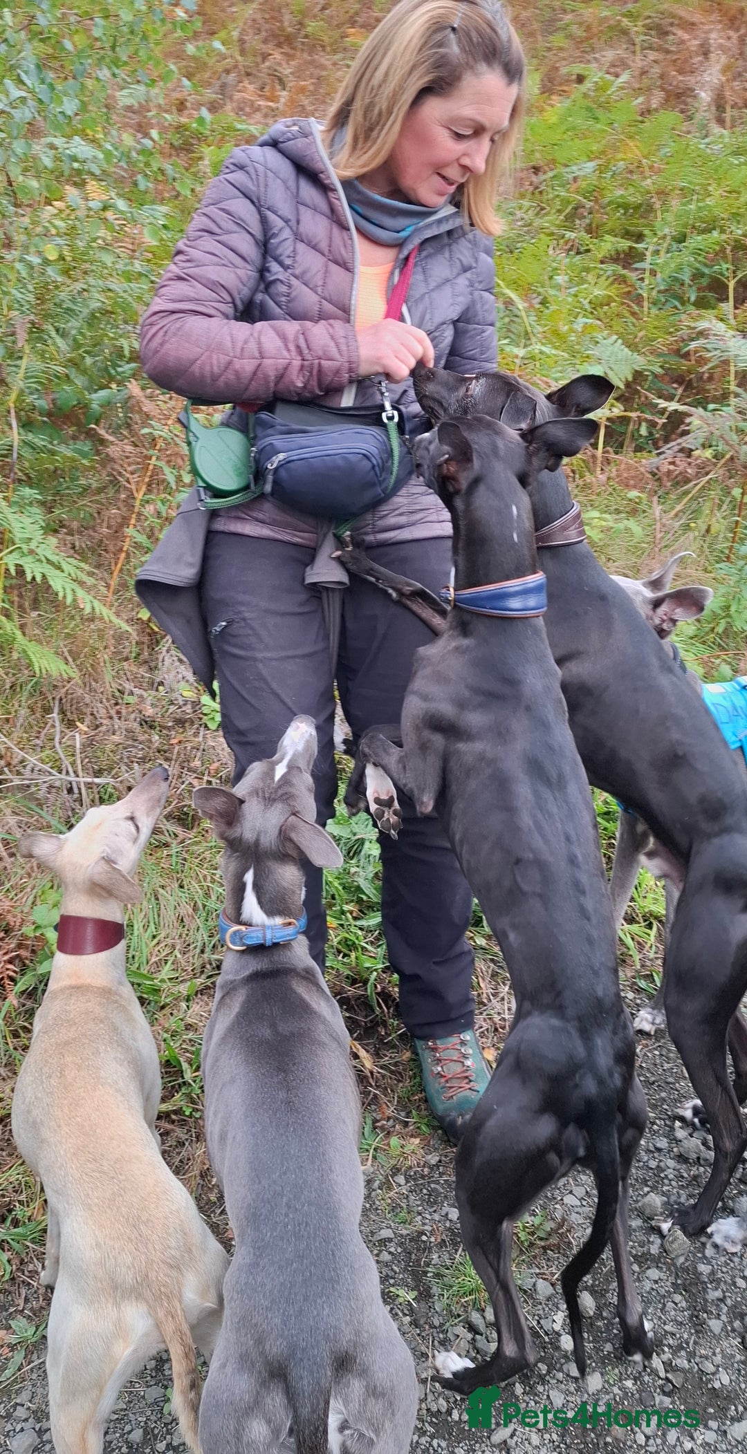 Whippet dogs for stud: Classy Smart Blue Boy 19.5tts.Sportingbred. - Image 27