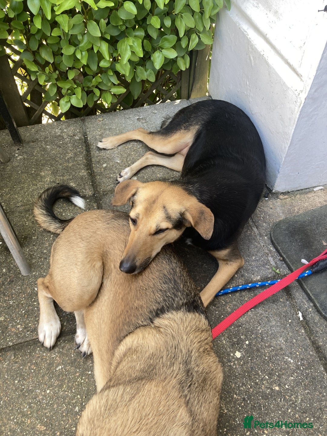Mixed Breed dogs for sale: Very Special Mixed German Shepherd Girl (aged 3) - Image 13