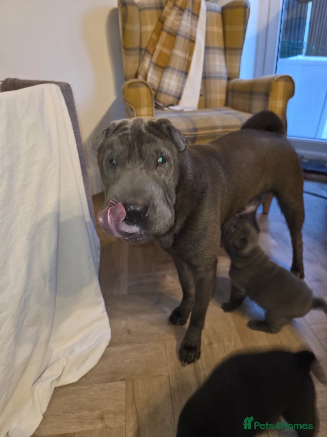 Shar Pei dogs for sale: Shar pei pups  - Advert 1