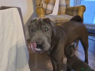 Shar Pei dogs Shar pei pups - Advert 5