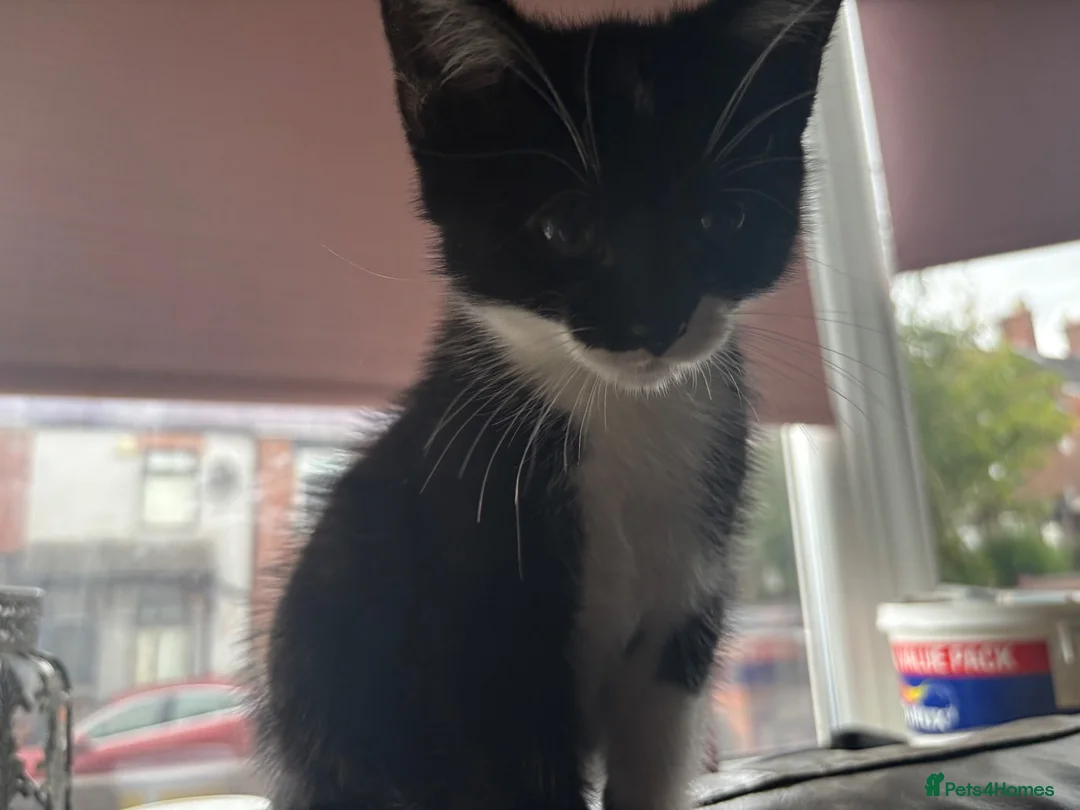 Mixed Breed cats for sale: Black & White Kitten, Female in Stoke-on-Trent - Advert 2
