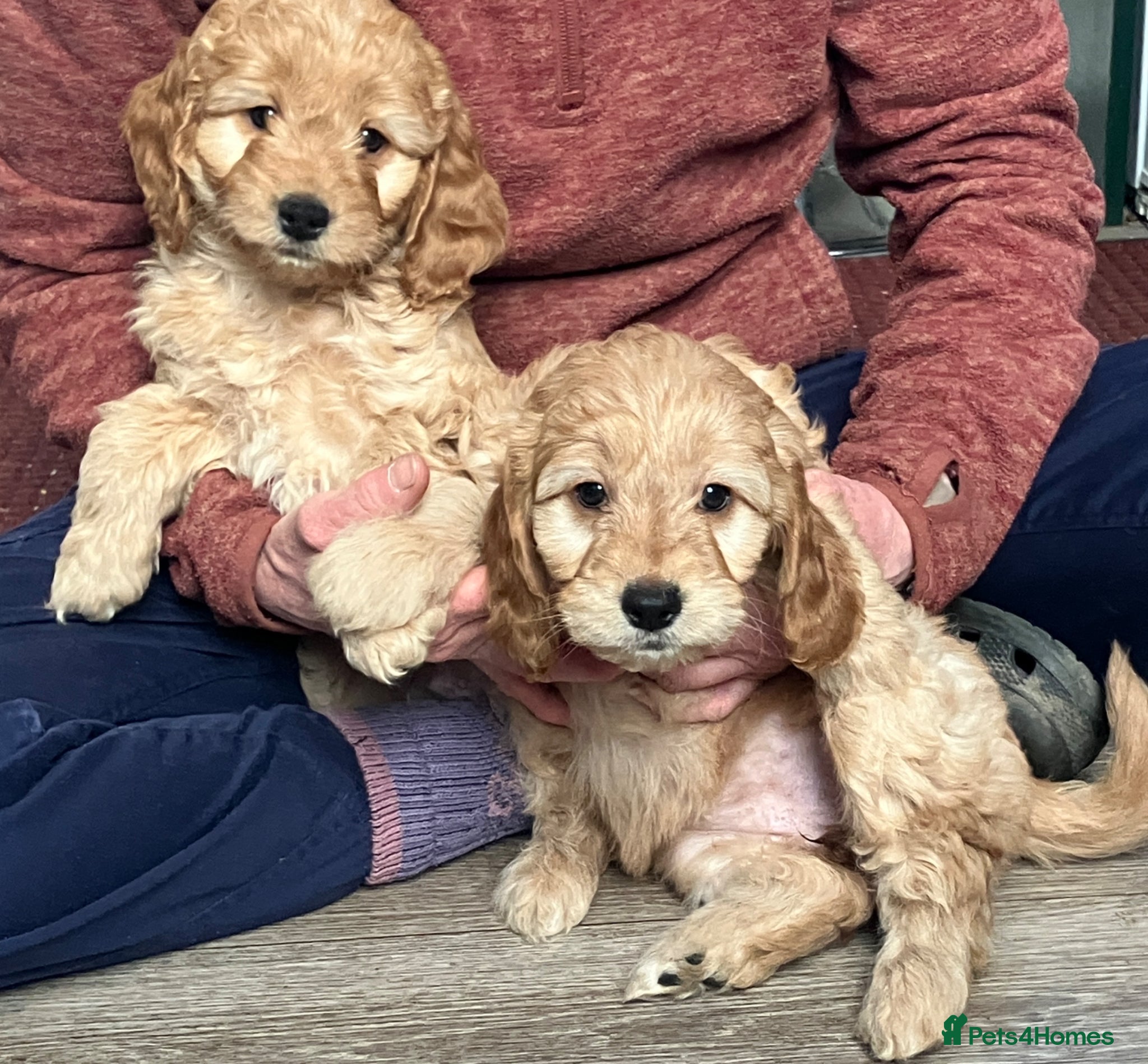 Cockapoo dogs Cuddly Cockapoos - Advert 14