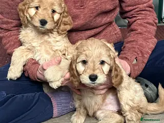 Cockapoo dogs Cuddly Cockapoos - Advert 14