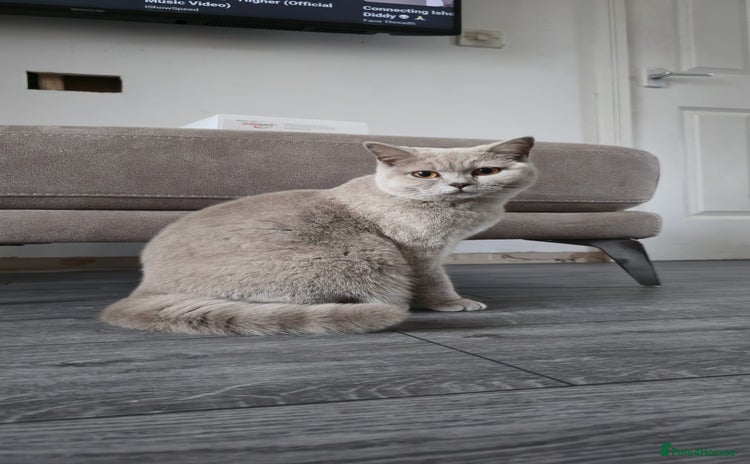 British Shorthair cats - Advert 5