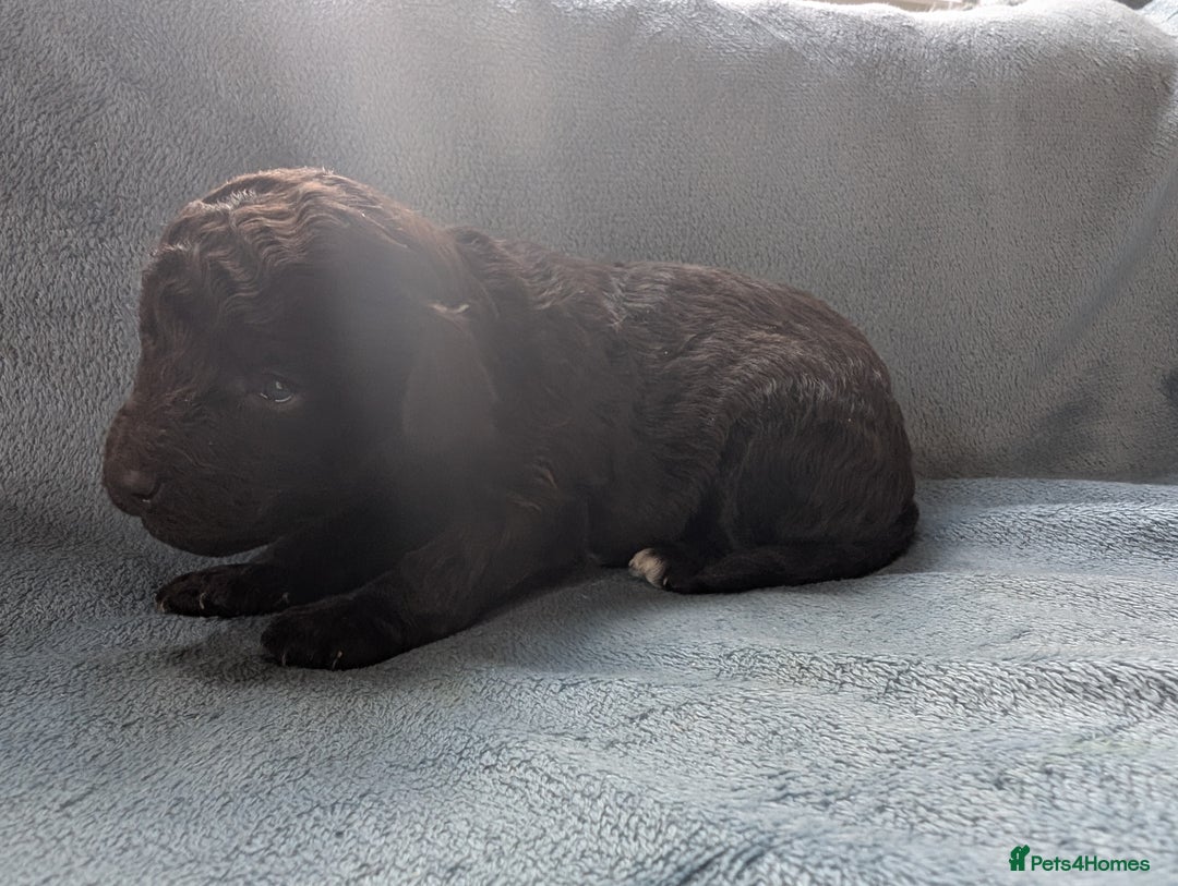 Miniature Poodle dogs for sale: Stunning Miniature poodles parti/merle - Image 8