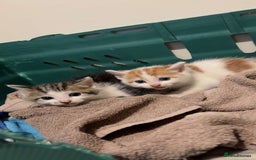 Mixed Breed cats for sale: 4 Gorgeous Kittens - Ready 1/11/25 - Image 9