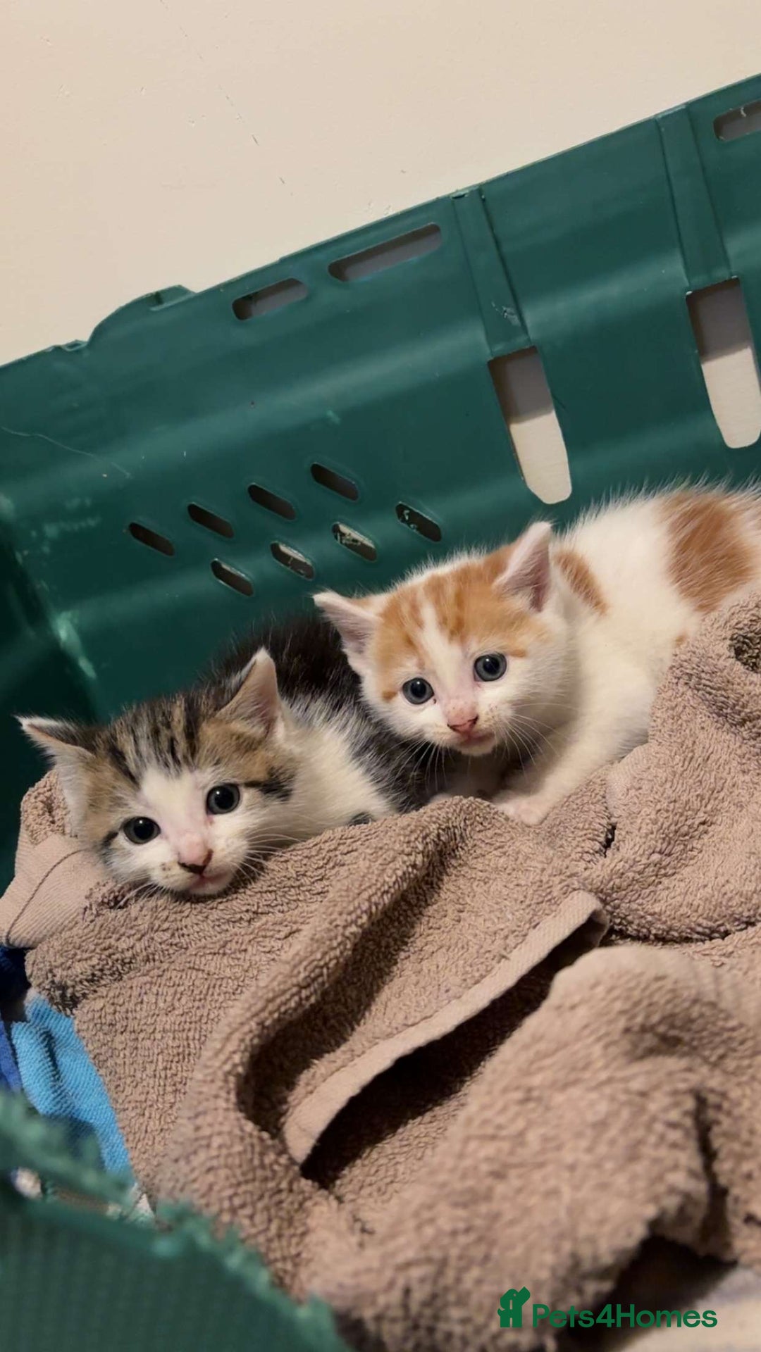 Mixed Breed cats for sale: 4 Gorgeous Kittens - Ready 1/11/25 - Image 9