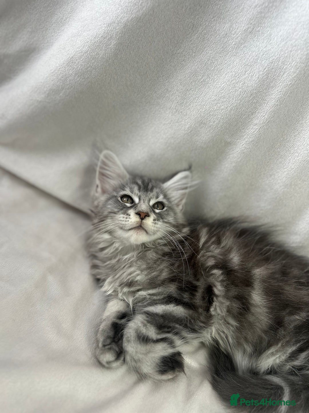 Maine Coon cats for sale: TICA REGISTERD MAINCOON KITTEN’S ⭐️ - Image 15