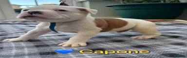 Capone