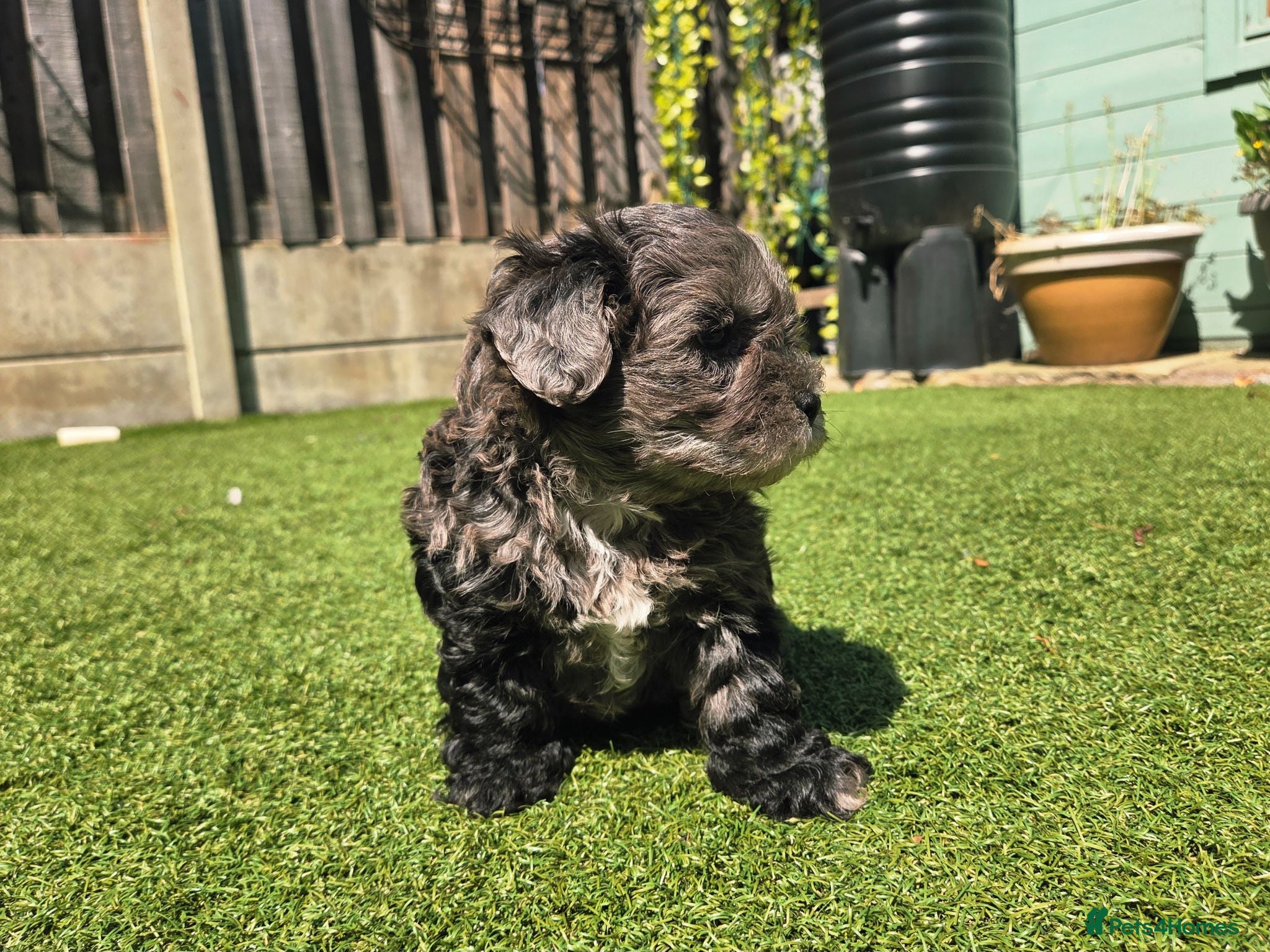 Lhasapoo dogs Stunning Lhasapoo Puppies Available.  - Advert 2