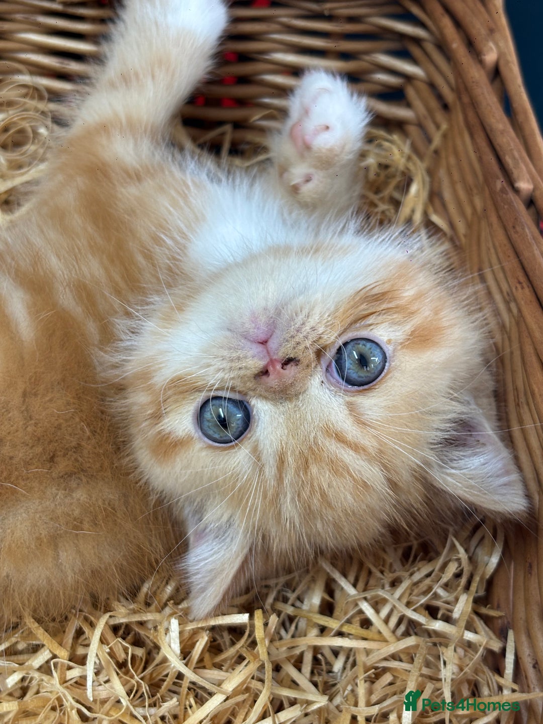 Exotic cats for sale: Beautiful red tiger stripe male stunning blue eyes - Image 3