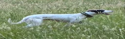 Lurcher dogs for sale: Lurcher pups from working parents - Advert 4