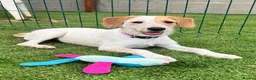 Mixed Breed dogs for adoption: Heavenly Holly - Advert 16