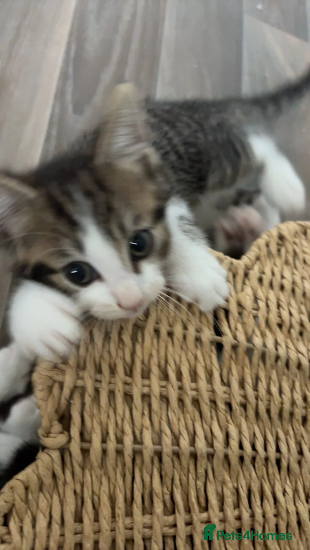 Mixed Breed cats for sale: Kittens - Advert 2