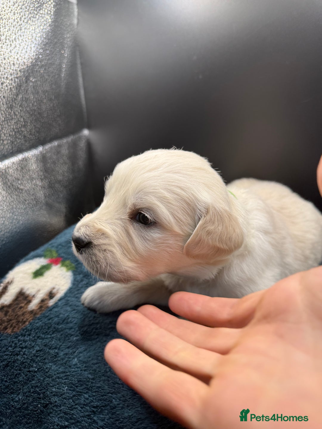 Golden Retriever dogs for sale: Stunning Golden Retrievers. 4 Boys / 4 Girls - Advert 15