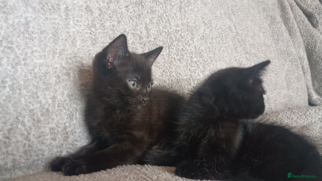 British Shorthair cats for sale: Beautiful black short haired kittens - Image 3