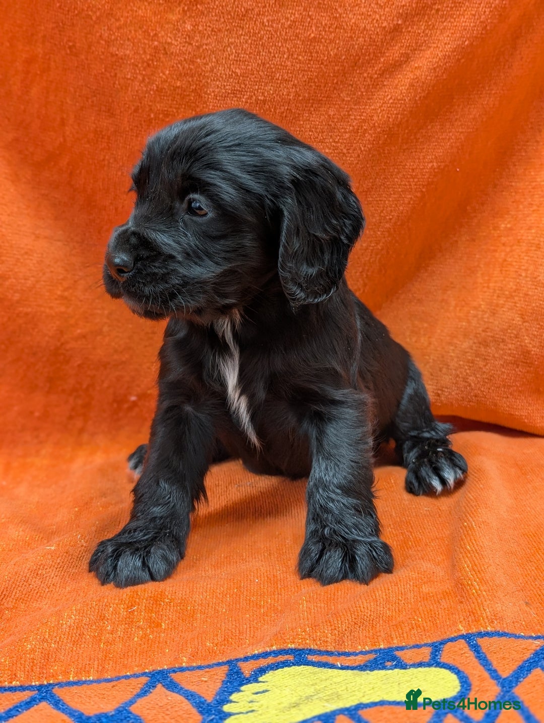 Cocker Spaniel dogs for sale: Ready now! KC registered, health tested cocker  - Advert 12