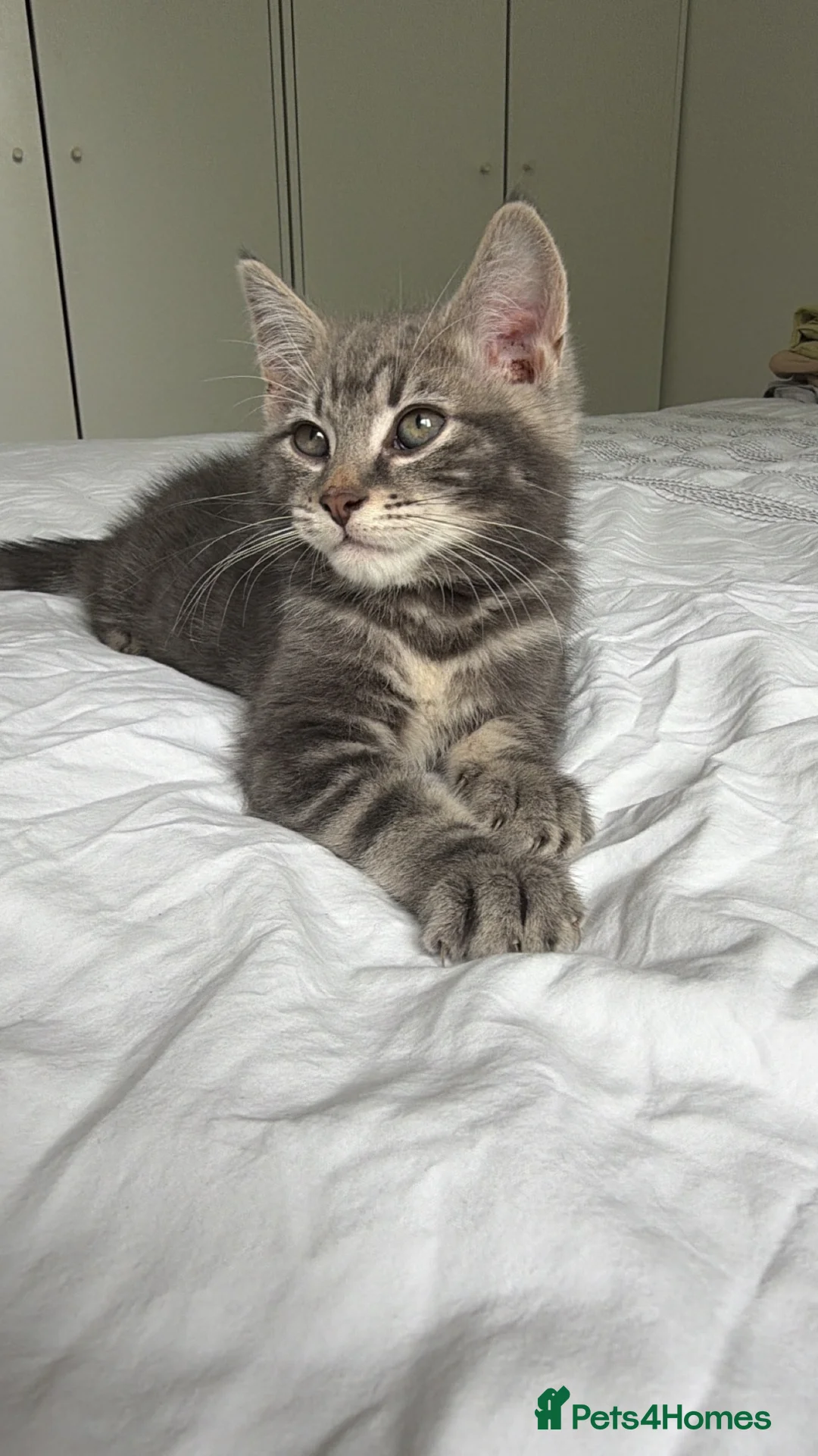 Mixed Breed cats for sale: Stunning Main Coon x Male Kitten  - Advert 2
