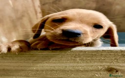 Labrador Retriever dogs for sale: Fox red Labradors  - Image 17