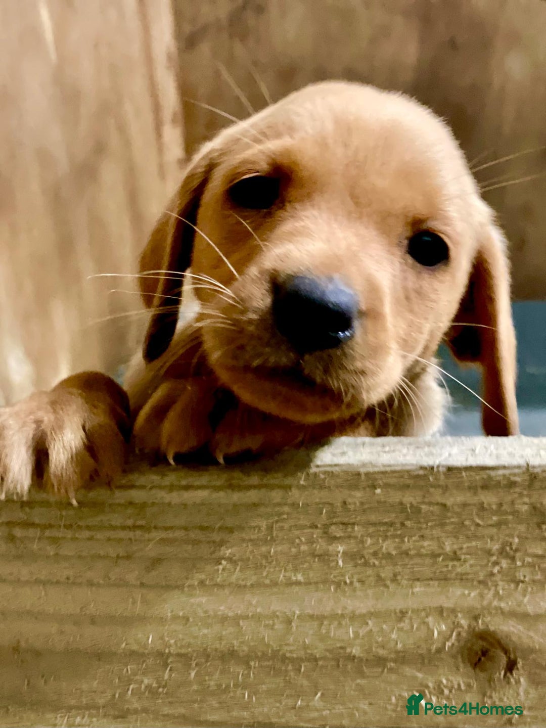 Labrador Retriever dogs for sale: Fox red Labradors  - Image 17