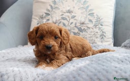Cavapoochon dogs for sale: Beautiful Cavapoochons looking for forever homes - Image 12