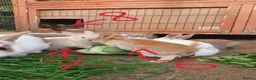Mixed Breed rabbits for sale: 9 Beautiful Baby Rabbits - Advert 8