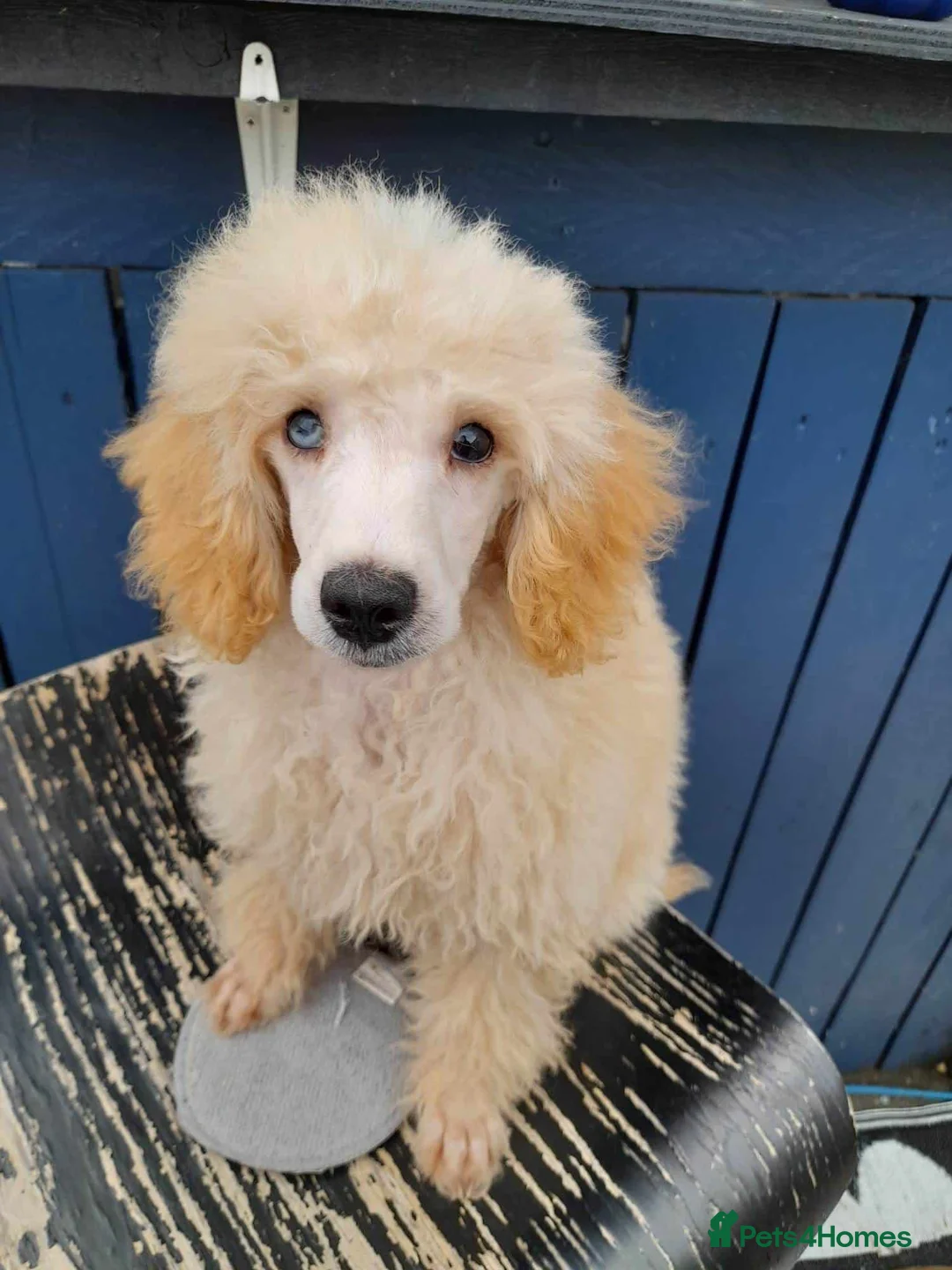 Cockapoo dogs for sale: Beautiful F2B Cockapoos 2 x girl and 1 boy - Black in Wilmslow - Advert 8