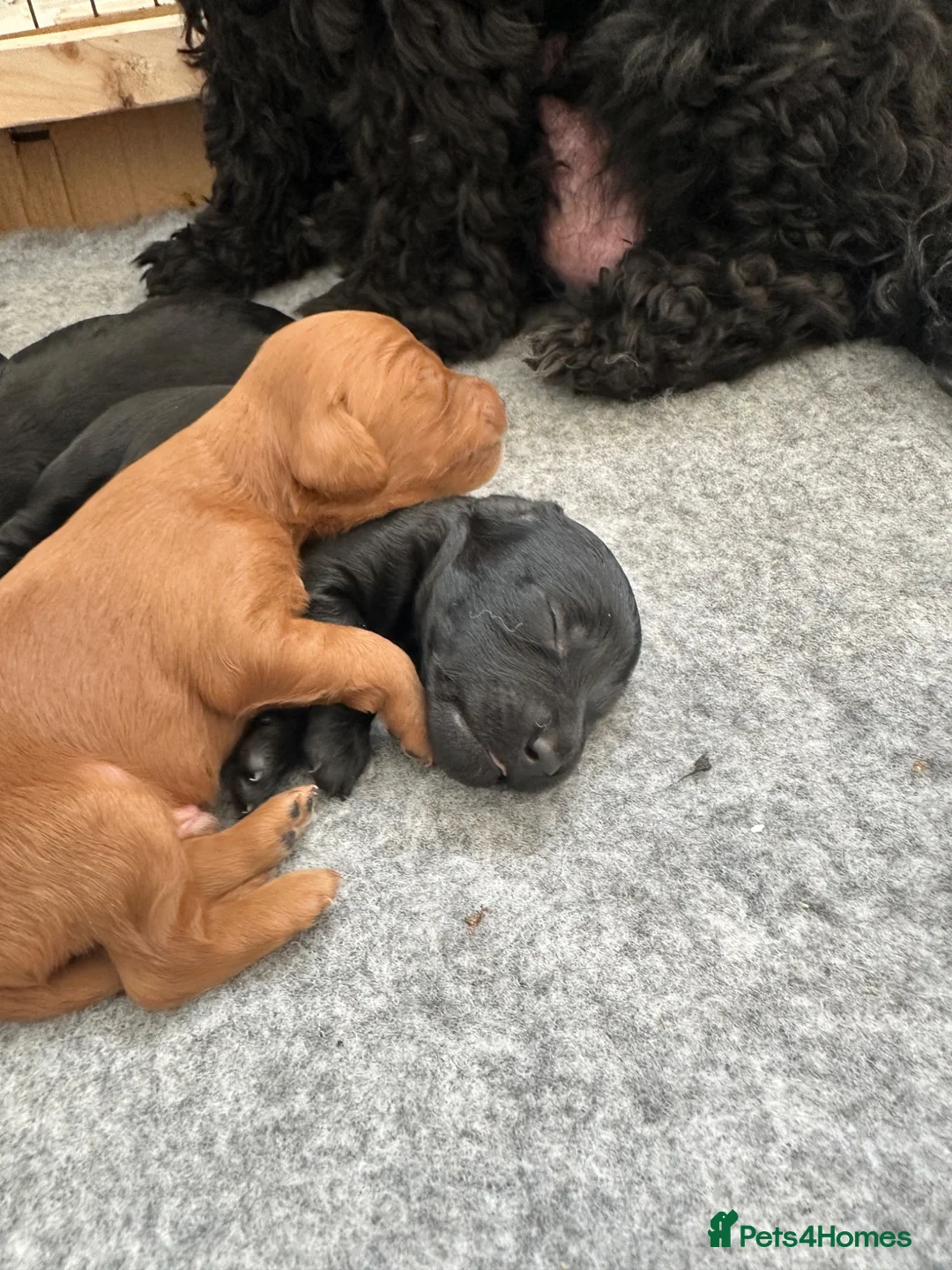 Cockapoo dogs for sale: Cockapoo  - Advert 2