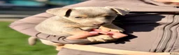 Jack Russell dogs for sale: Mini Jack Russel Terriers in Chelmsford - Advert 1