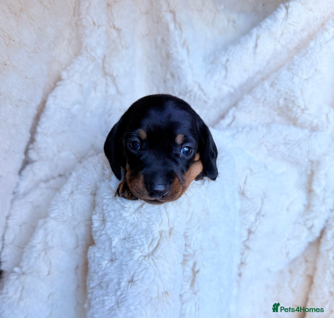 Miniature Dachshund dogs for sale: 🩵🩷✨ STUNNING MINIATURE DACHSHUND LITTER ✨🩷🩵 - Advert 25
