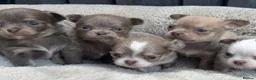 Chihuahua dogs for sale: 🐾🩶 OUTSTANDING litter of EXCEPTIONAL Chihuahuas - Advert 11