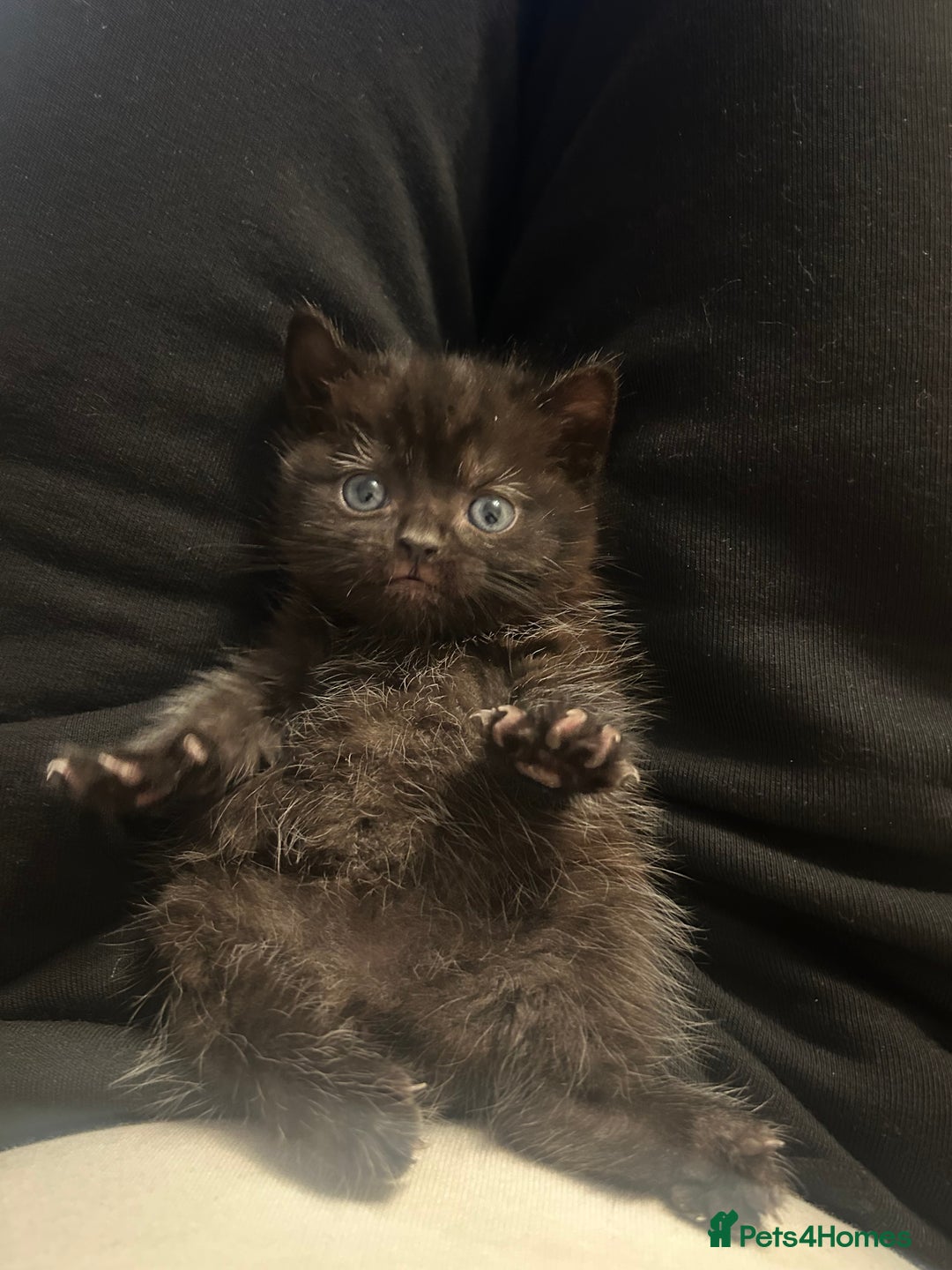 Mixed Breed cats for sale: Beautiful Kittens Available – Loving Homes Wanted - Advert 14