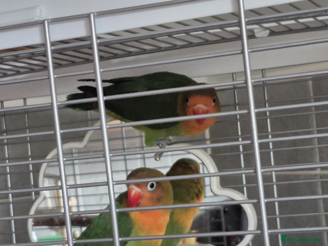 Lovebirds birds for sale: Two Baby Lovebirds in Coatbridge - Advert 3