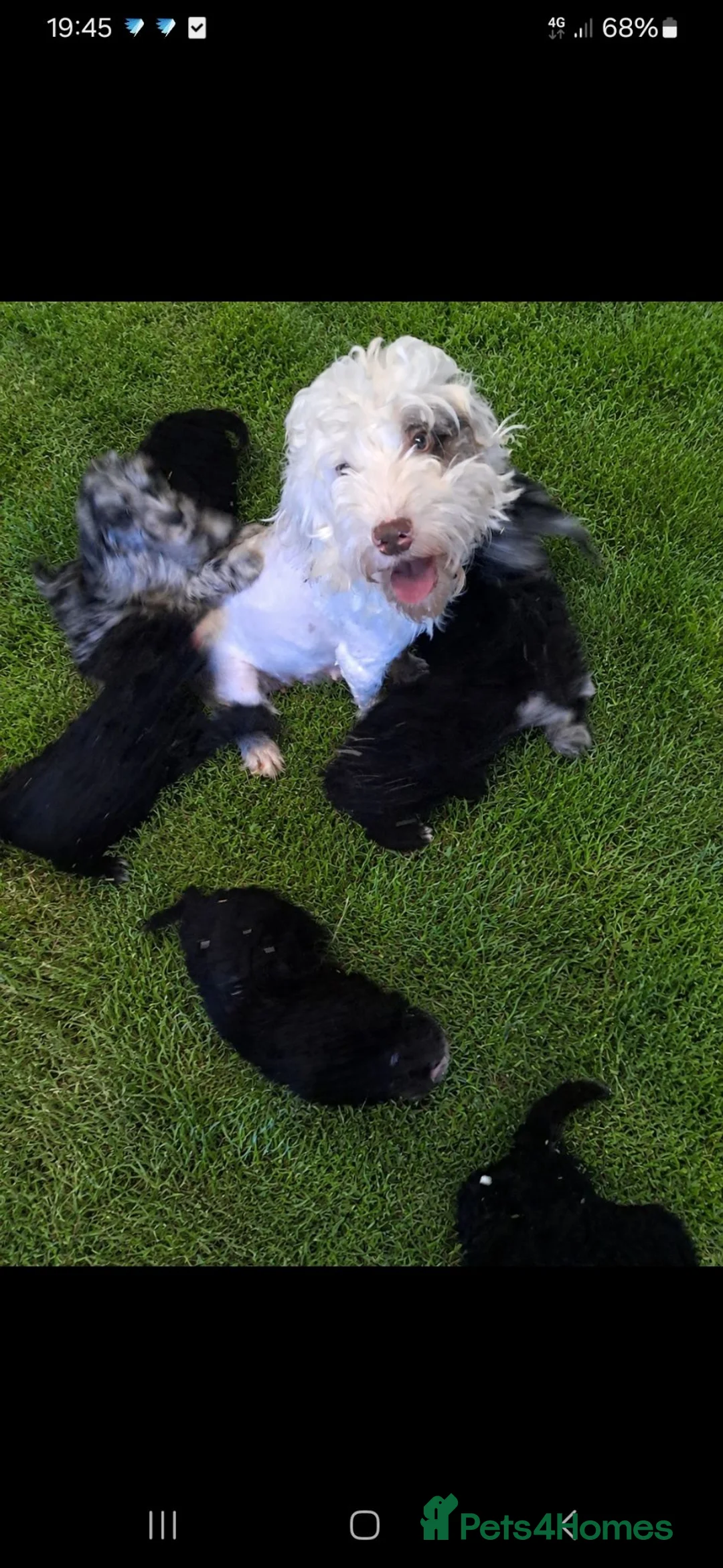 Cockapoo dogs for sale: Beautiful cockapoo in Maldon - Advert 1